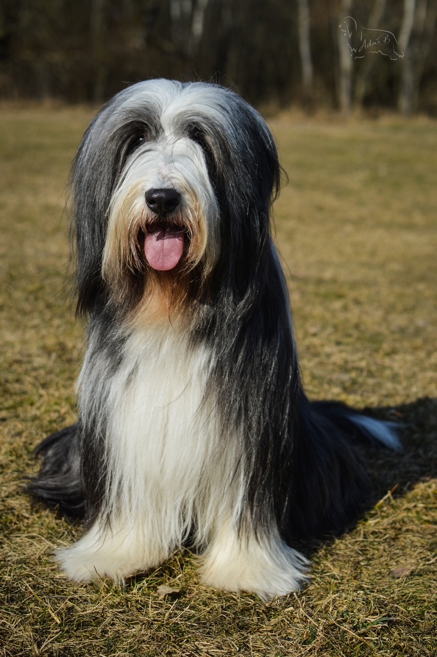 C.I.B.Scarlett Hairy Heaven "Daisy"