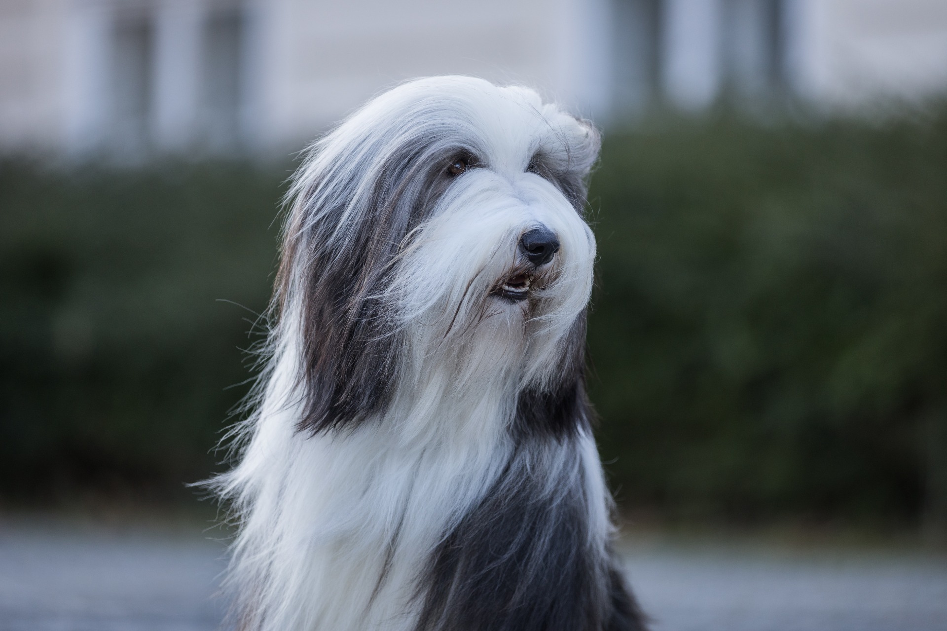 C.I.B.J. Blumaci Very Chic