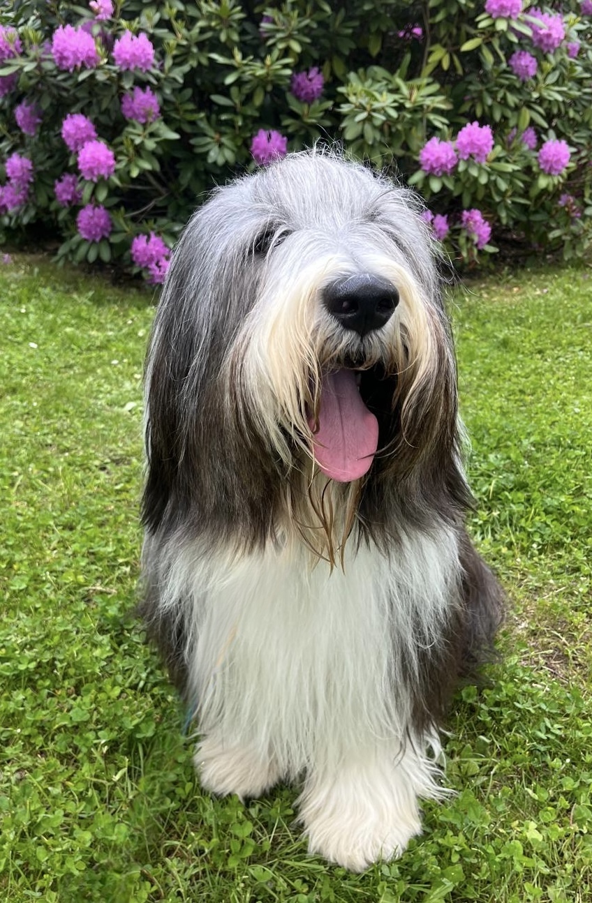 JCh.Boemo Dailin Nacambel