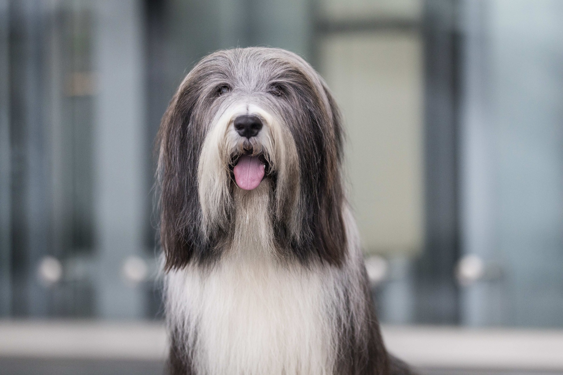 JCh.Boemo Dailin Nacambel